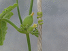 Corallocarpus grevei ; fleurs-F