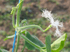 Trichosanthes anguina ; fleurs-F
