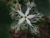 Trichosanthes anguina ; fleurs-M