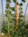 Trichosanthes anguina ; ensembles