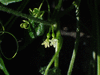 Zehneria  mucronata ; fleurs-F