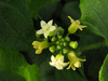 Zehneria  mucronata ; fleurs-M