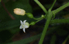 Zehneria  mucronata ; fleurs-F