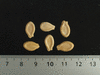 Benincasa hispida Courge  cire; graines