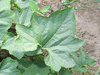 Benincasa hispida Courge  cire; feuilles