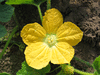 Benincasa hispida Courge  cire; fleurs-M