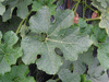 Benincasa hispida Courge  cire Hua sai; feuilles