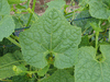 Cyclanthera pedata Ladys slipper; feuilles