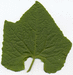 Cyclanthera pedata Ladys slipper; feuilles
