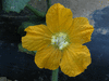 Benincasa hispida (de Chine Num.1); fleurs-M