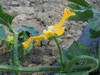 Benincasa hispida (de Chine Num.1); fleurs-M