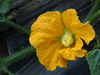 Benincasa hispida (de Chine Num.1); fleurs-F