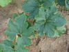 Benincasa hispida (de Chine Num.1); feuilles