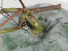 Benincasa hispida (de Chine Num.1); pedoncules