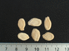 Benincasa hispida (de Chine Num.1); graines