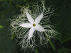 Trichosanthes cucumerina A fruit court; fleurs-F