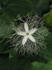 Trichosanthes cucumerina A fruit court; fleurs-M