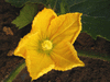 Benincasa hispida (de Chine Num.2); fleurs-F