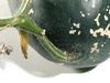 Benincasa hispida (de Chine Num.2); pedoncules