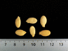 Benincasa hispida (de Chine Num.2); graines