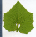 Benincasa hispida (de Chine Num.2); feuilles