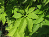 Cyclanthera edulis Du Venezuela; feuilles