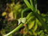 Cyclanthera edulis Du Venezuela; fleurs-F