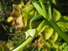 Cyclanthera edulis Du Venezuela; fleurs-F