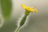 Apodanthera sagittifolia ; fleurs-F
