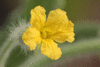 Apodanthera sagittifolia ; fleurs-F