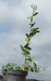Apodanthera sagittifolia ; ensembles