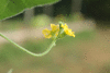 Apodanthera sagittifolia ; fleurs-M