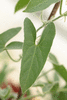 Apodanthera sagittifolia ; feuilles