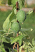 Apodanthera sagittifolia ; fruits
