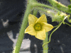 Citrulus  lanatus Ali Baba; fleurs-F