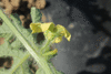 Citrulus  lanatus Ali Baba; fleurs-M