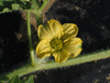 Citrulus  lanatus Chelsea; fleurs-F