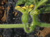 Citrulus  lanatus Chelsea; fleurs-F