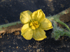 Citrulus  lanatus Chelsea; fleurs-M