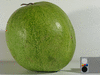 Citrulus  lanatus Chelsea; fruits
