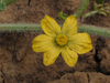 Citrulus  lanatus Chilean Black; fleurs-M