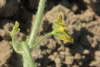 Citrulus  lanatus Chilean Black; fleurs-M