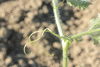 Citrulus  lanatus Chilean Black; vrilles