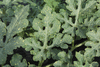 Citrulus  lanatus Lune et étoiles Van Doren strain; feuilles