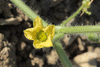 Citrulus  lanatus Lune et étoiles Van Doren strain; fleurs-F