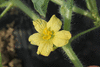 Citrulus  lanatus Jubilee; fleurs-M