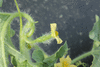Citrulus  lanatus Jubilee; fleurs-F