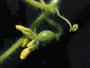 Citrullus lanatus Lune étoiles à fruits ronds; fleurs-F