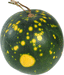 Citrullus lanatus Lune étoiles à fruits ronds; fruits