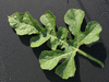Citrullus lanatus Pastèque à confire de Vendée; feuilles